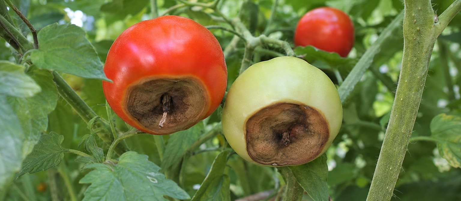Tomates atteintes de cul noir à cause d’un arrosage irrégulier